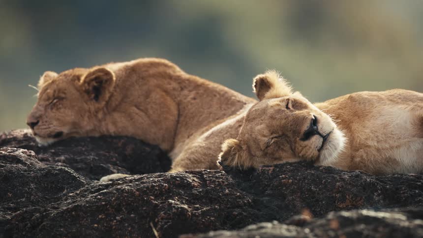 Two lion cubs sleeping on rocks