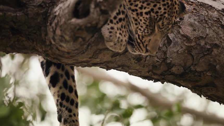 Jaguar sleeping on a tree trunk