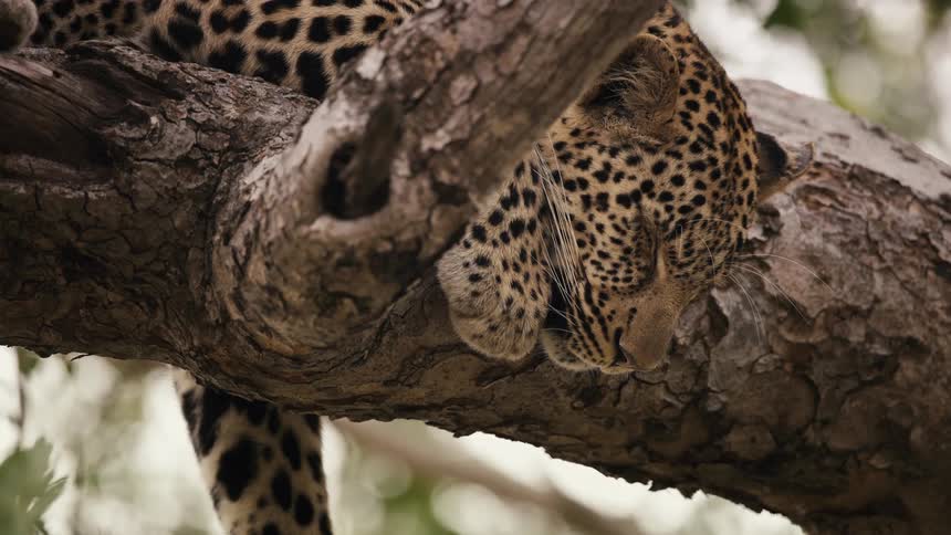 A leopard sleeps in a tree