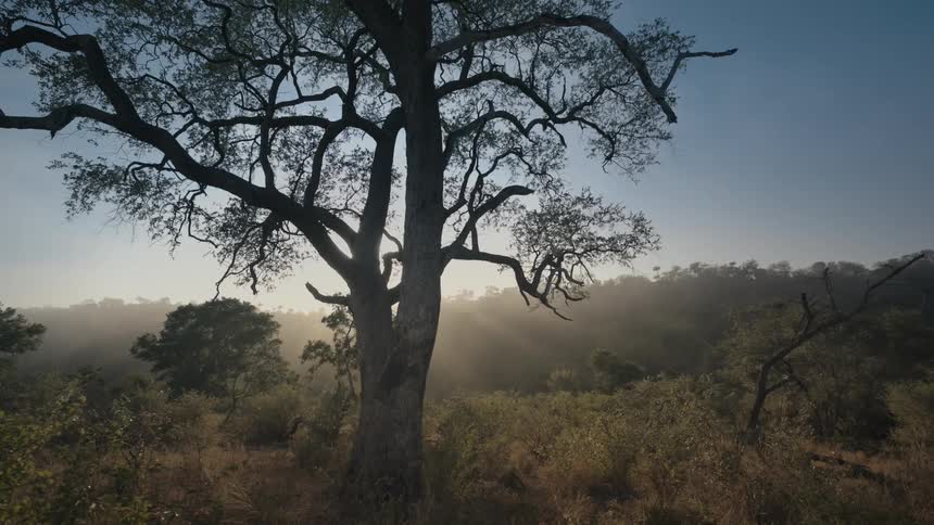 A haze covers the safari