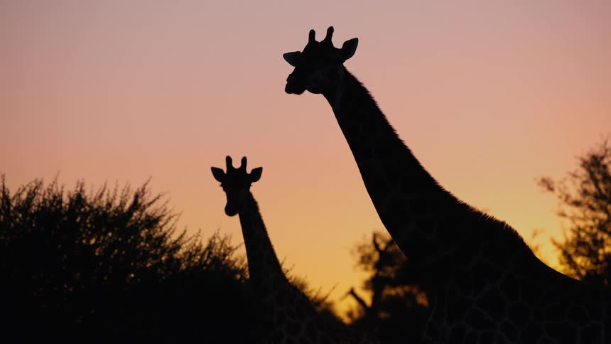 Giraffes standing in a field among trees under an orange sunset sky