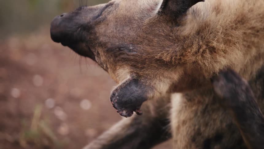 A hyena is scratching its back using its paw