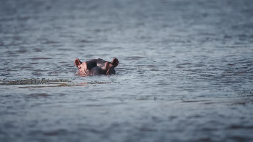 Hippo with only eyes visible on one side in the jungle