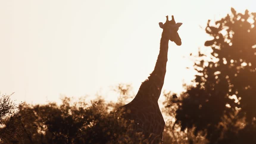 A giraffe is walking at sunrise
