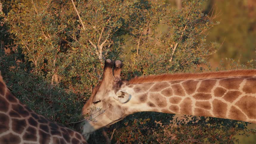 Giraffe eats leaves from a tree as another giraffe walks by