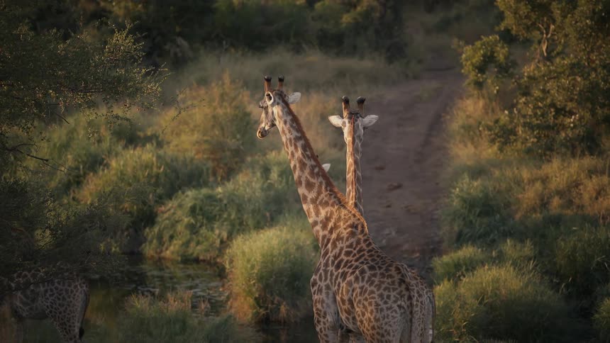 Giraffes walking through the jungle