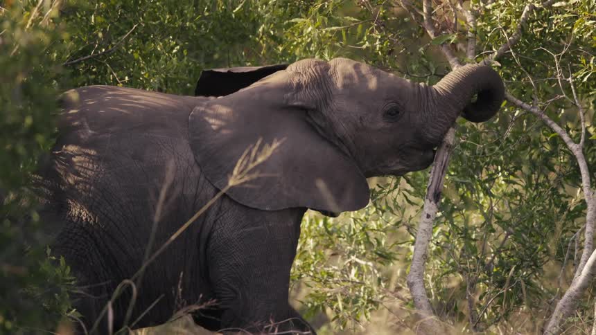 Baby elephant breaking a tree trunk