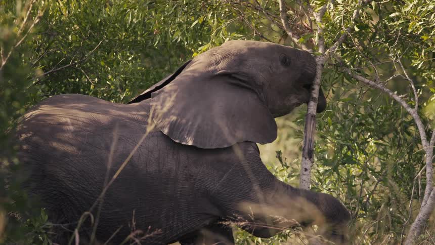 Elephant breaking a tree branch in the jungle