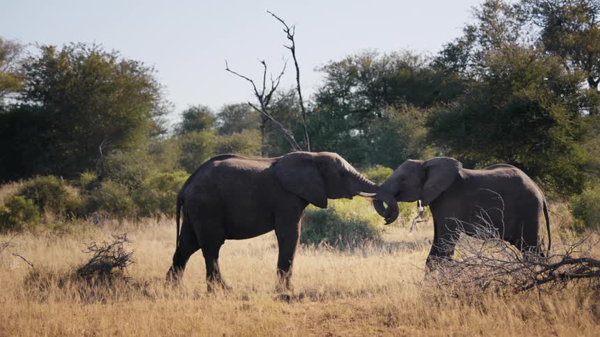 Two elephants playing in the jungle