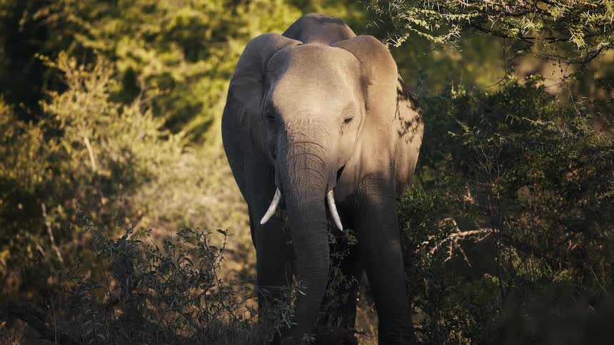 An elephant eats foliage in slow motion