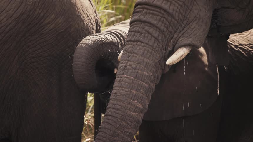 Elephant herd drinks water while standing in the river