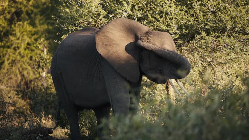 The elephant uses its trunk to scratch its ear