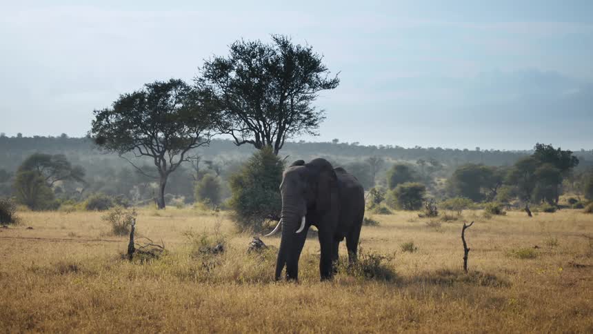 Big elephant walking through the jungle