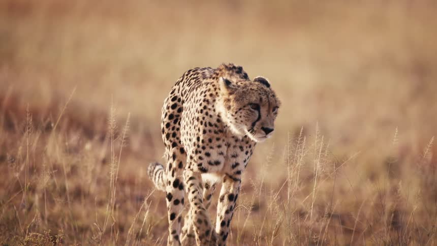 A cheetah walks through the savanna