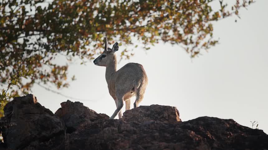 Baby antelope on rocks in the jungle