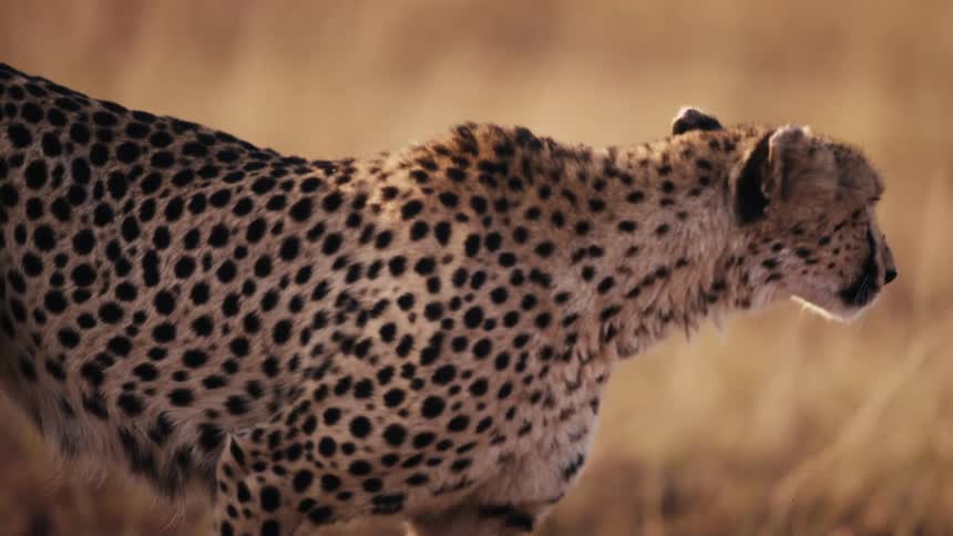 Leopard walking carefully through the jungle