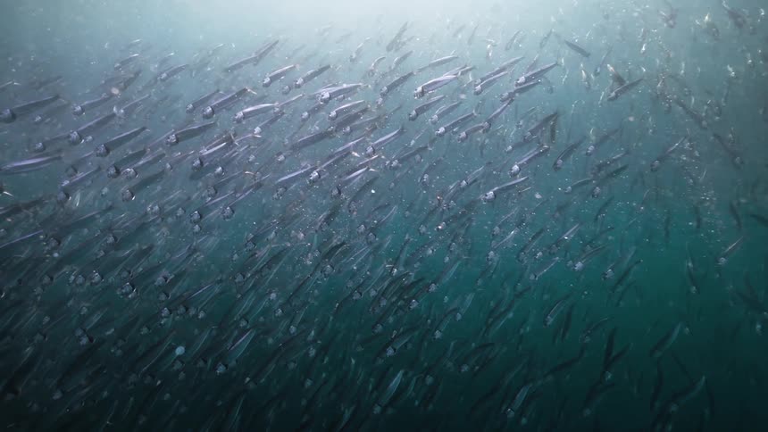 School of fish in the ocean with reflection of sunlight