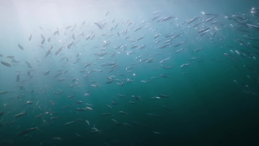 Sunlight reflection in an ocean with a school of fish