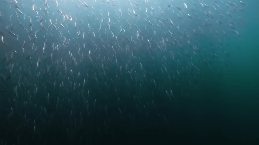 Schools of fish and an ocean with sunlight reflecting