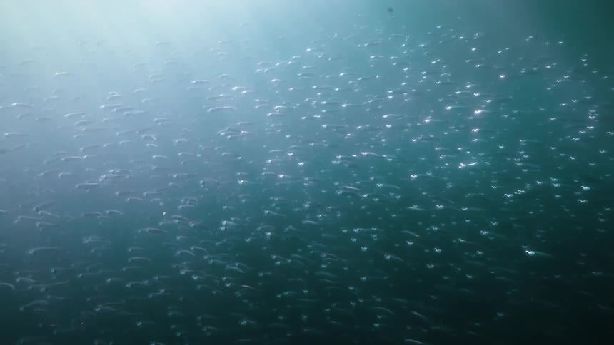 A school of small fish underwater with natural light coming from above