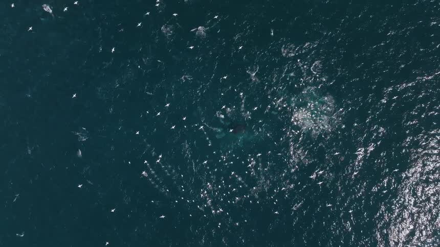 Aerial view of seagulls flying near a whale in the ocean