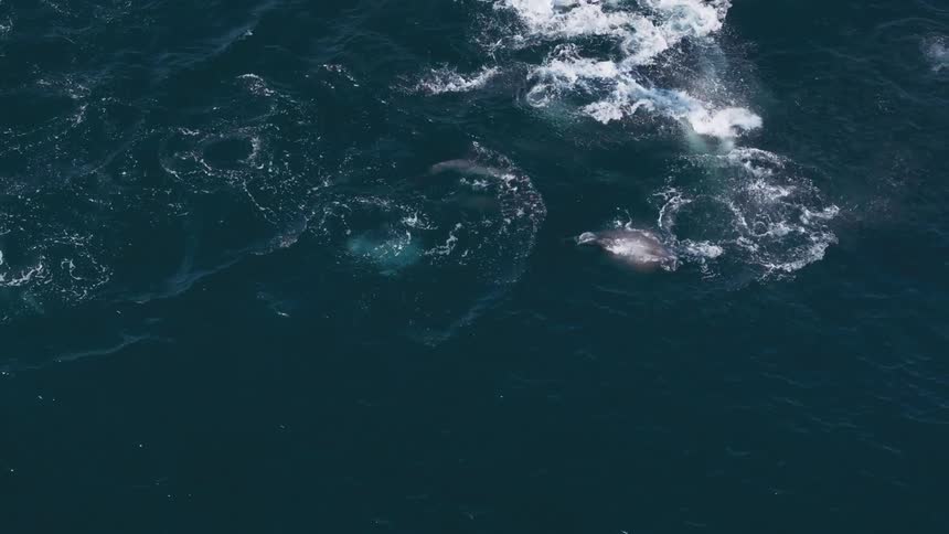 A group of dolphins swim in the ocean while seagulls fly overhead