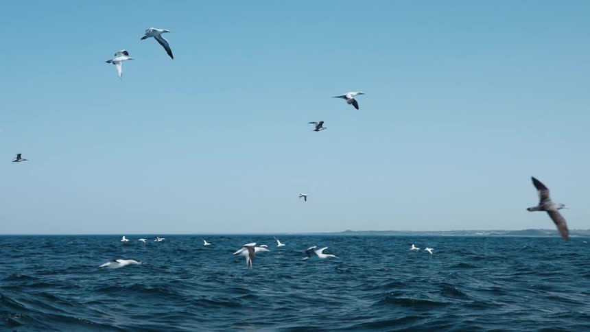 Flock of seagulls flying off the coast as water ripples and waves