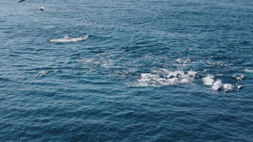 Group of birds flying above the ocean with a group of dolphins