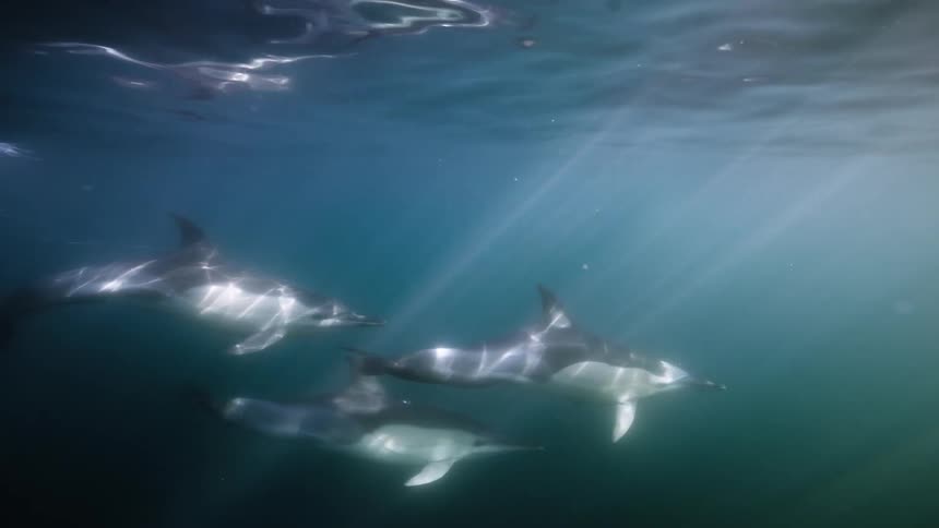 Dolphins swimming together near the surface of the ocean