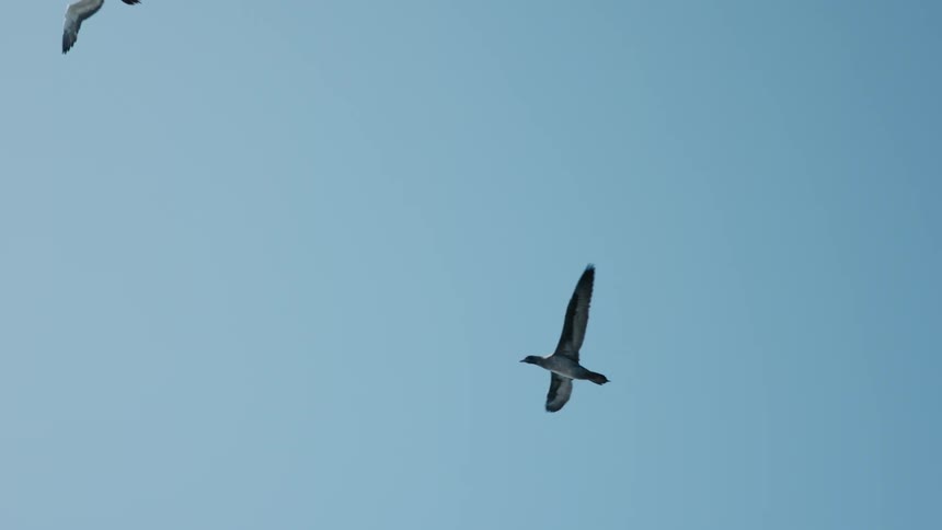 Birds fly across a blue sky