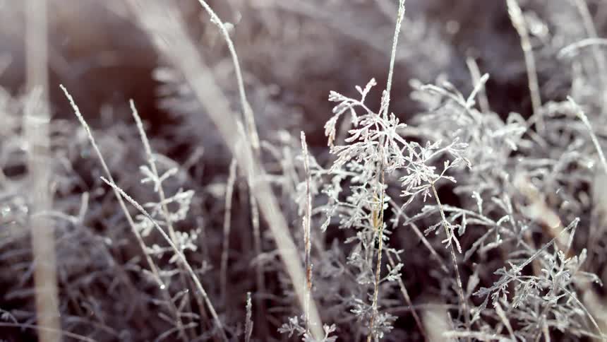 Frozen dried grass