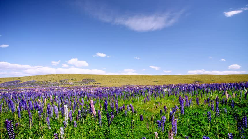 Landscape of a field with purple flowers