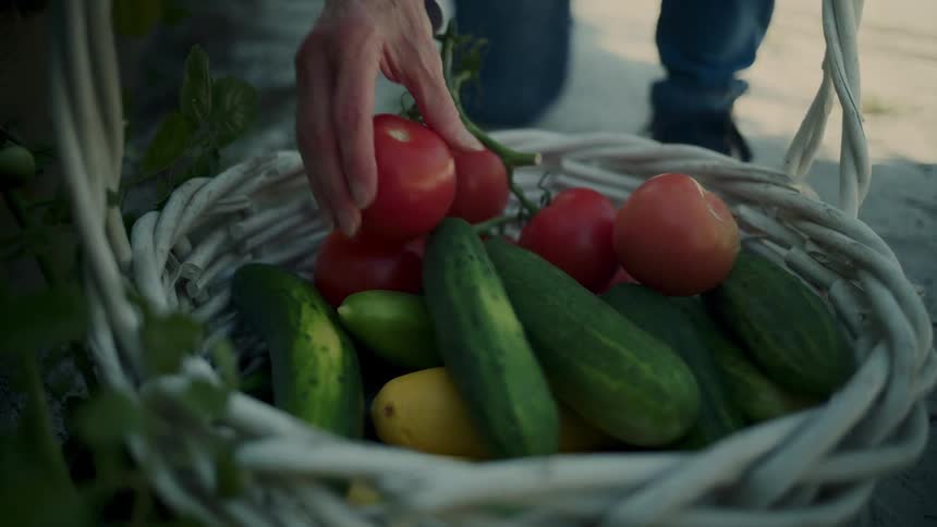 Persons hand putting tomatoes into a basket with other vegetables