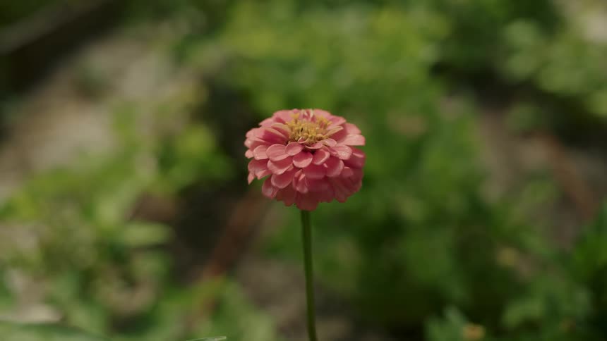Water drips off of a flower in nature