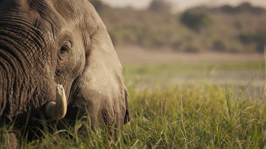 Elephant walking in a lake with green leaves and grass