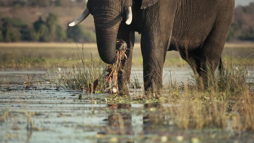 Elephant standing in a swampy field using its trunk to lick up plants and vegetation to eat