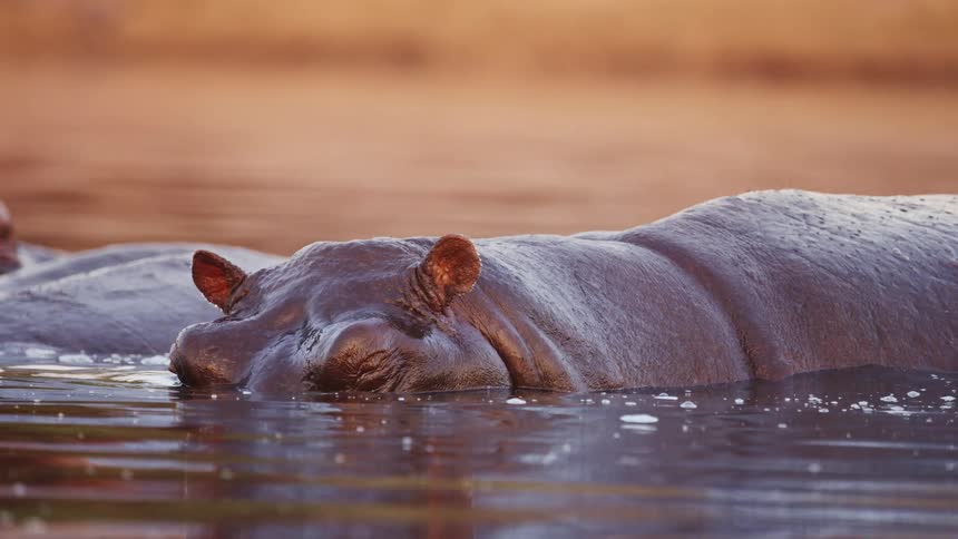 Two hippos walking in a lake