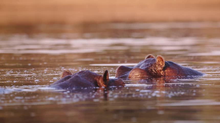Hippos sleep in the water