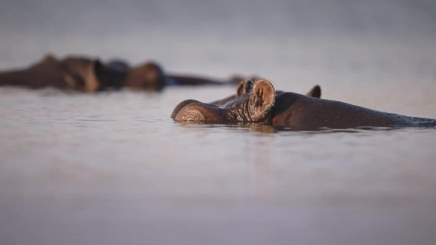 Hippos inside a lake