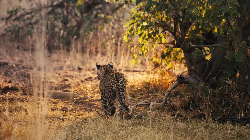 Jaguar walking through the jungle