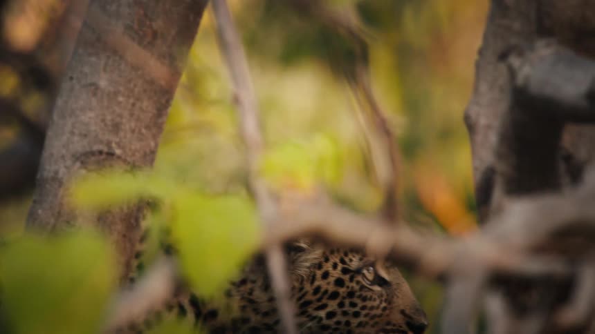A leopard lowers then leaps from the trees