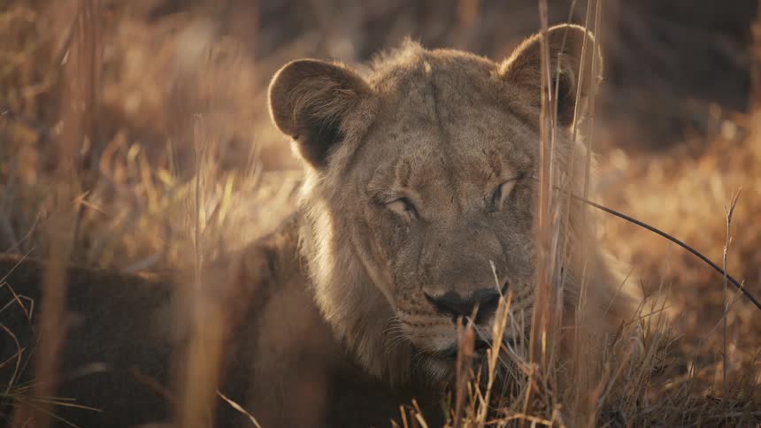 Lion lying in the jungle