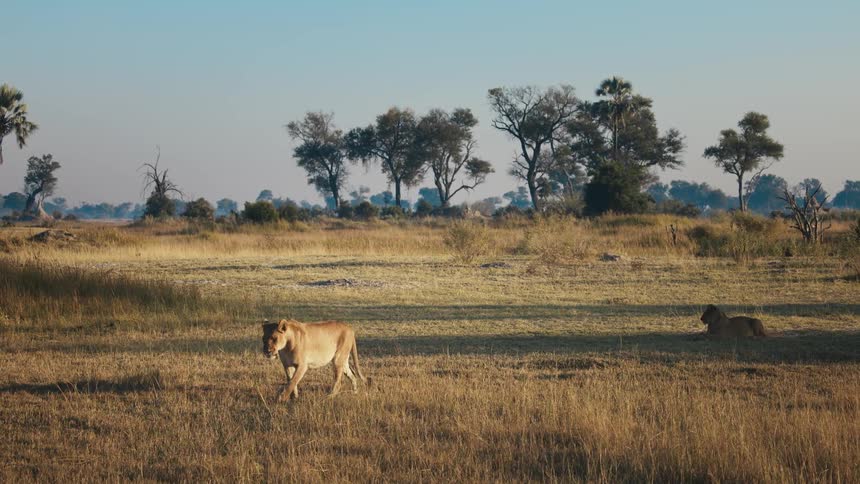 A lion walks across a savanna as the sun is low in the sky