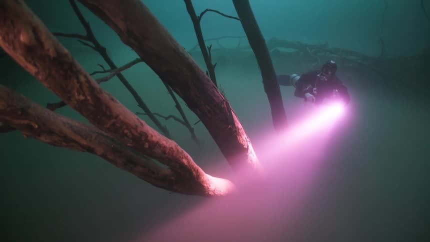 Diver with a bright flashlight exploring submerged tree branches underwater