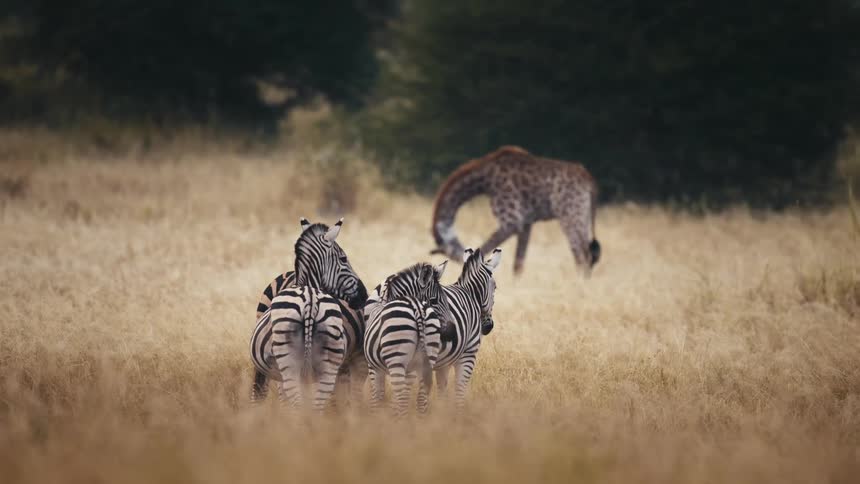 Zebras and a giraffe graze in a grassland