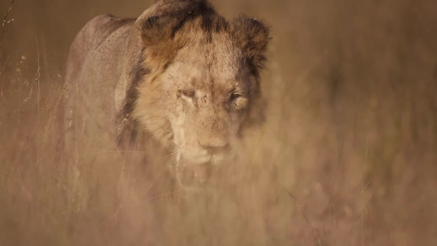 Lion walking in the jungle