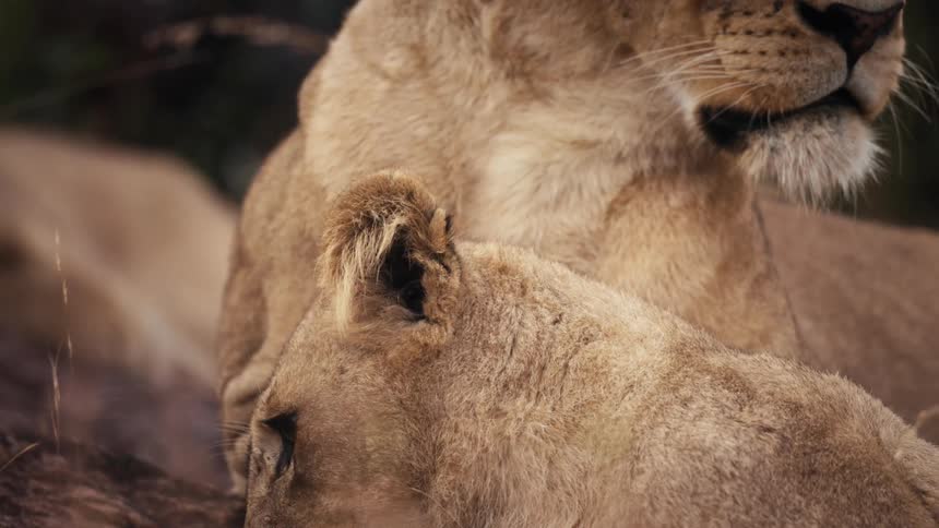 Lions lying on tree trunks in a jungle