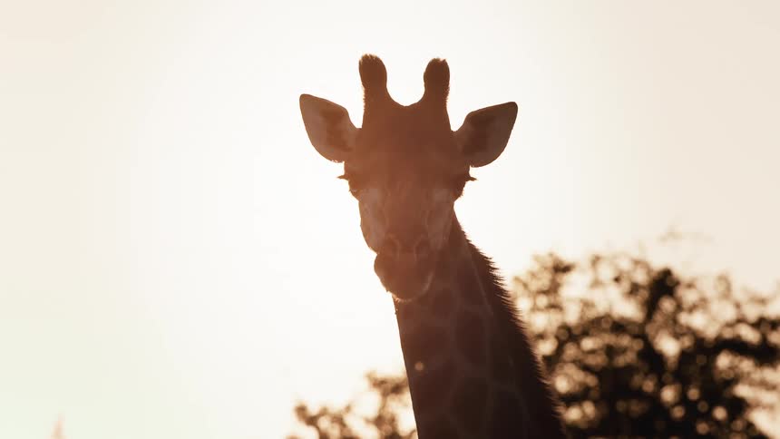 Giraffe against a golden sun in the jungle