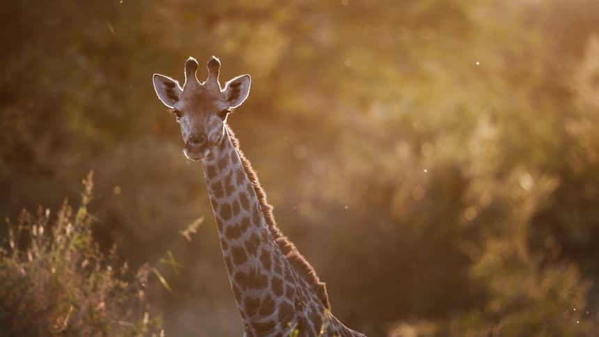 A giraffe stares at the camera