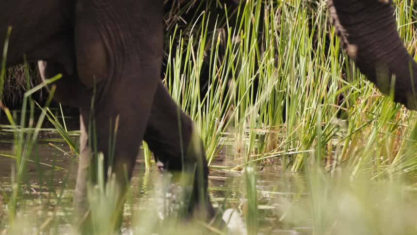 An elephant walks through the water